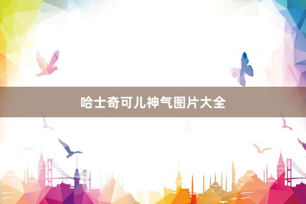 哈士奇可儿神气图片大全